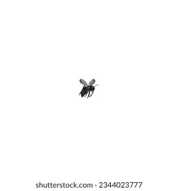 archivo de pasos del vencedor de la abeja mosca