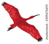 Fly Bird Scarlet Ibis or Red Ibis. Tropical wild life South America and part of the Caribbean. National symbol of Trinidad and Tobago. Vector isolated image for postcard, banner, decoration.