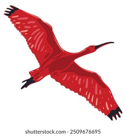 Fly Bird Scarlet Ibis or Red Ibis. Tropical wild life South America and part of the Caribbean. National symbol of Trinidad and Tobago. Vector isolated image for postcard, banner, decoration.