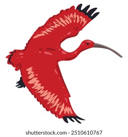 Fly Bird Scarlet Ibis or Red Ibis. Tropical wild life South America and part of the Caribbean. National symbol of Trinidad and Tobago. Vector isolated image for postcard, banner, decoration.