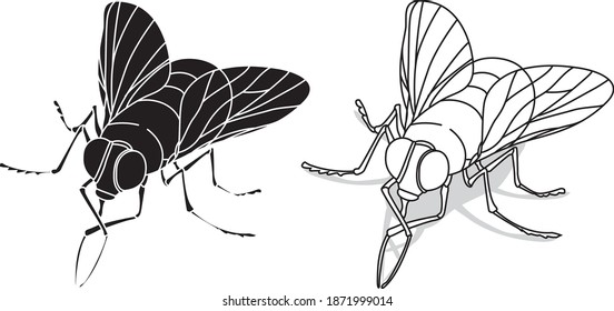 mosca aislamiento blanco y negro sobre el vector de dibujo de fondo blanco para ilustración