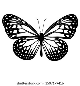 Fly Butterfy Illustration Black And White