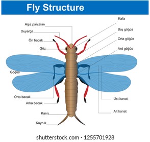 fly, club, housefly, common housefly, Fly Structure, Biology Course helper shapes, human body, cell, joints and bones
