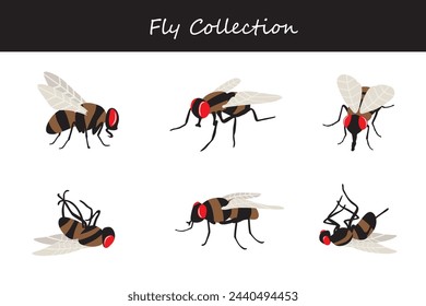 fly collection. Vector illustration. Isolated on white background.