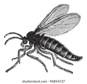 Fly - Dark-winged fungus gnats (Sciara militaris) / vintage illustration from Meyers Konversations-Lexikon 1897