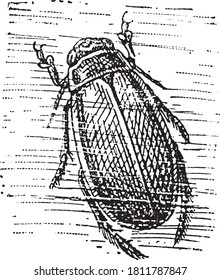 Fly Diptera, From the Dictionary of Word and Things, 1888.