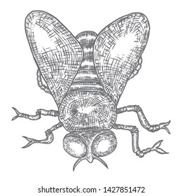 Fly drawing. Realistic insect fly. Symbol of black magic and devil, for Halloween. Vector.