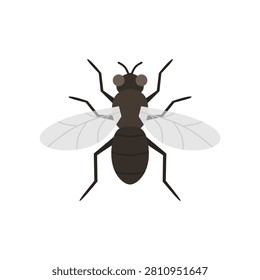 fly flat design vector illustration isolated on white background. insect, fly, greenbottle, house fly. insects fly single bundle on the white background. Cartoon house