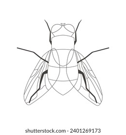 Fly. Flat image of an insect. Bug. Illustration on a white background. Background. Warm. EPS10
