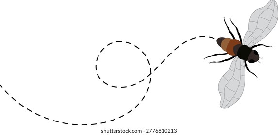 Fly flight path, buzz trace. A Fly flying in a dotted line. The flight path of Insect fly. Housefly flying on a dotted route. Hand drawn Fruit fly loop line. Professional Hand drawn vector