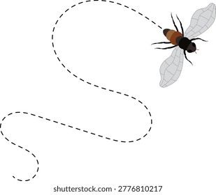 Fly flight path, buzz trace. A Fly flying in a dotted line. The flight path of Insect fly. Housefly flying on a dotted route. Hand drawn Fruit fly loop line. Professional Hand drawn vector