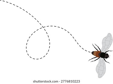 Fly flight path, buzz trace. A Fly flying in a dotted line. The flight path of Insect fly. Housefly flying on a dotted route. Hand drawn Fruit fly loop line. Professional Hand drawn vector