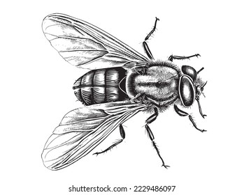 
Fly hand drawn sketch From insects collection Vector illustration.