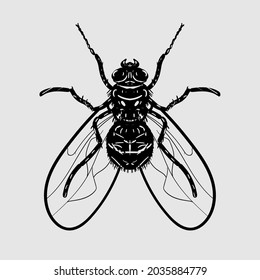 fly. hand-drawn black and white illustration.