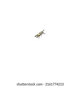 La mosca tiene un par de alas voladoras y un par de campanas, que se originan de las alas traseras. Banten, 29 de mayo de 2022.

