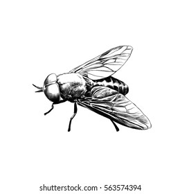 fly horsefly sketch vector