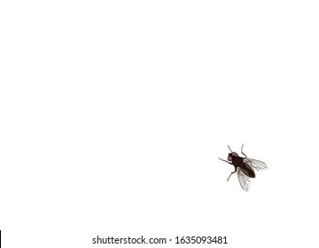 Fly, housefly (Musca domestica), Top down view, Vector illustration isolated on white background
