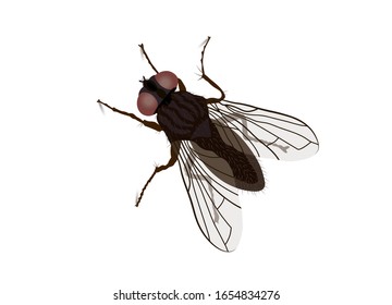 Fly, housefly (Musca domestica), Top down view,
Vector illustration isolated on white background
