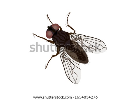 Fly, housefly (Musca domestica), Top down view,
Vector illustration isolated on white background
 [[stock_photo]] © 
