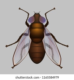 Fly, housefly vector illustration isolated on grey background. Shiny insect.