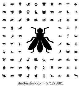 Fly Icon Illustration Isolated Vector Sign Symbol