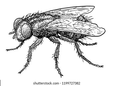 Fly illustration, drawing, engraving, ink, line art, vector