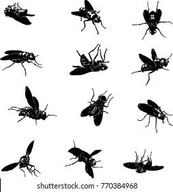 Fly, Insect, Black, Vector, Silhouette