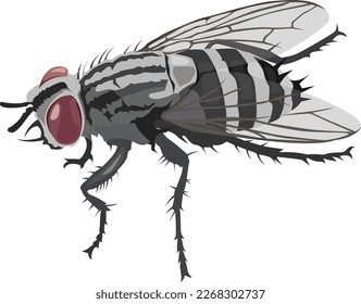 fly insect drawing vector on white background
