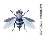 Fly insect flat vector illustration on white background