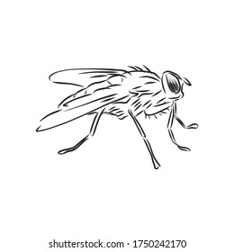Fly insect geometric lines silhouette isolated on white background vintage vector design element illustration, fly, vector sketch illustration