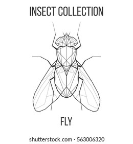 Fly insect geometric lines silhouette isolated on white background vintage vector design element illustration