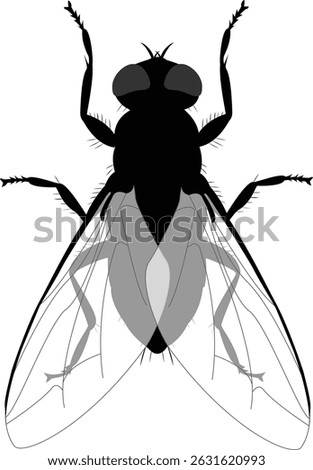 Fly insect graphic icon. Fly sign isolated on white background. Vector illustration