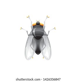 Fly insect icon. Live house fly. 3d realistic insect. Vector illustration isolated on white background. Housefly animal symbol. Macro style for logo design, education banner.