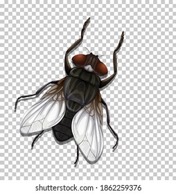 Fly insect isolated on transparent illustration