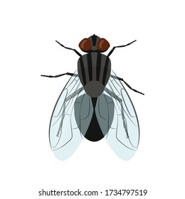 Fly insect isolated on white background. Vector illustration