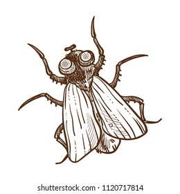 Fly insect monochrome sketch vector illustration isolated