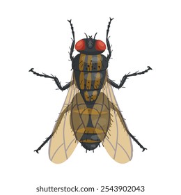 Fly insect. Realistic fly on white background. Top view. Vector.