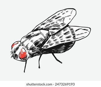 Fly insect sketch drawing. Isolated background. Animal, bug, pest concept. Vector illustration.