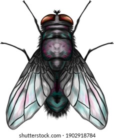 fly insect symmetrical vector illustration