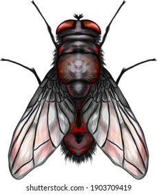 fly insect symmetrical vector illustration