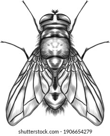 fly insect symmetrical vector illustration