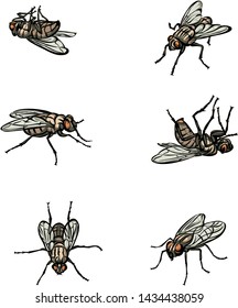 fly, insect, various poses, movements and foreshortenings of figures, black, color