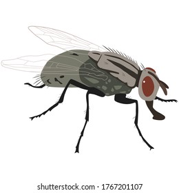 Fly insect vector cartoon illustration isolated on white background.