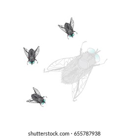 Fly insect vector illustration
