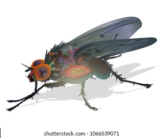 Fly insect vector illustration on white background