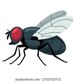 Fly insect vector illustration suitable for nature pest biology entomology animal detail and environmental themed design projects