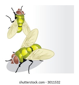 fly, insect, vector, mosquito, wings, flying, biting, malaria