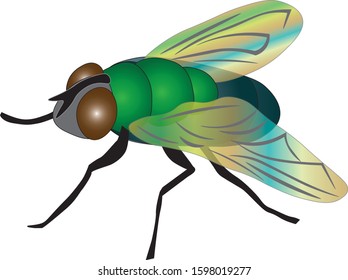 Fly insect wings flight beetle
