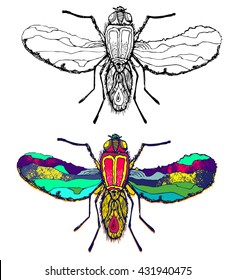 fly insect.hand drawn fly. lines. decorative element. wings and foot.