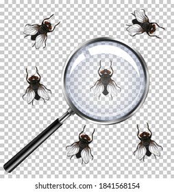 Fly insects with magnifying glass isolated on transparent illustration